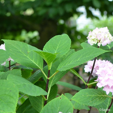 Hydrangea macrophylla 'MONMAR' SO LONG® EBONY