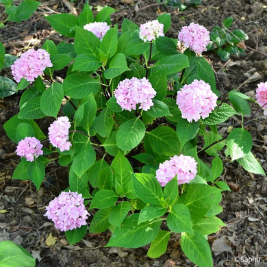 Hydrangea macrophylla 'MONMAR' SO LONG® EBONY