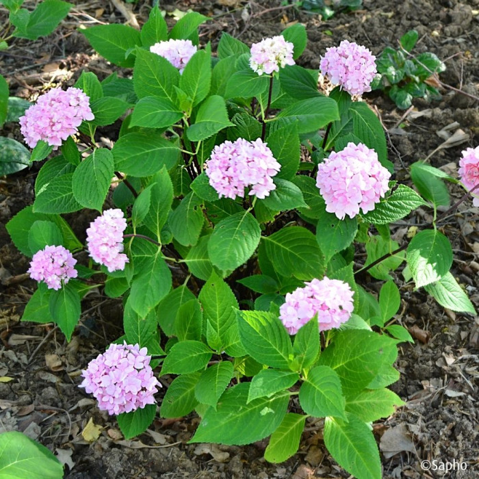 Hydrangea macrophylla 'MONMAR' SO LONG® EBONY