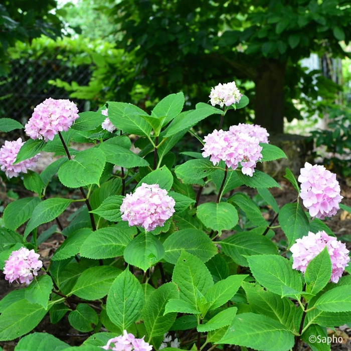 Hydrangea macrophylla 'MONMAR' SO LONG® EBONY
