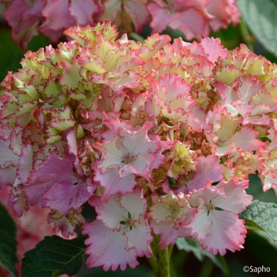 Hydrangea macrophylla 'TK02' SO LONG® SUNNY