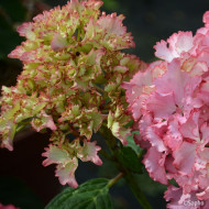 Hydrangea macrophylla 'TK02' SO LONG® SUNNY