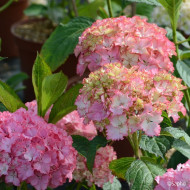 Hydrangea macrophylla 'TK02' SO LONG® SUNNY