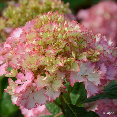 Hydrangea macrophylla 'TK02' SO LONG® SUNNY