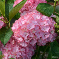 Hydrangea macrophylla 'TK02' SO LONG® SUNNY