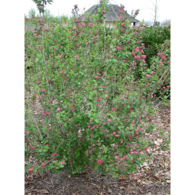 Lonicera tatarica 'Hack's Red'