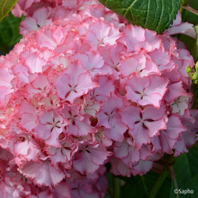 Hydrangea macrophylla 'TK02' SO LONG® SUNNY