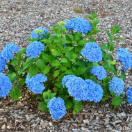 Hydrangea 'Coumont' SO LONG® ROSY