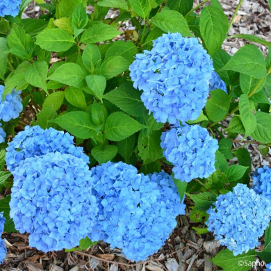 Hydrangea 'Coumont' SO LONG® ROSY