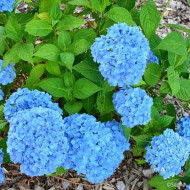Hydrangea 'Coumont' SO LONG® ROSY