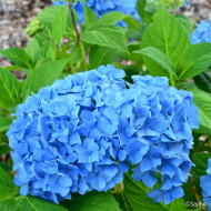 Hydrangea 'Coumont' SO LONG® ROSY