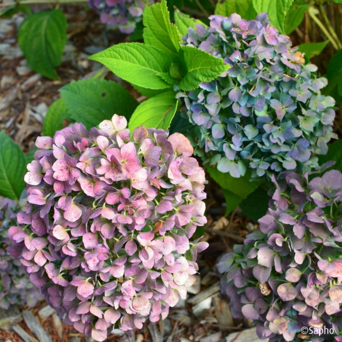 Hydrangea 'Coumont' SO LONG® ROSY