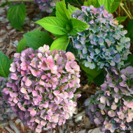 Hydrangea 'Coumont' SO LONG® ROSY