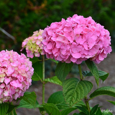 Hydrangea 'Coumont' SO LONG® ROSY