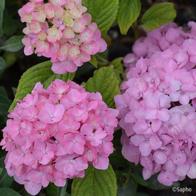 Hydrangea 'Coumont' SO LONG® ROSY