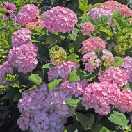 Hydrangea 'Coumont' SO LONG® ROSY