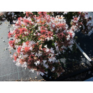 Abelia x grandiflora 'Sherwood'