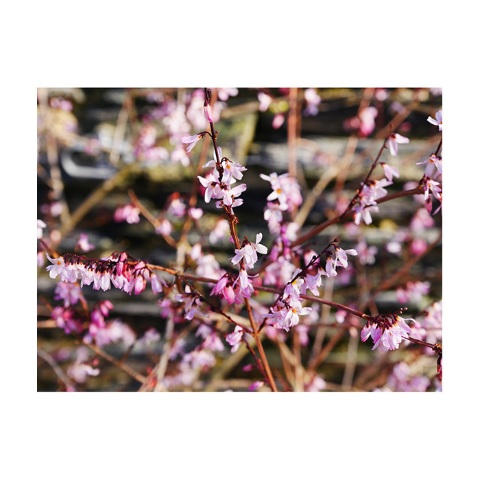 Abeliophyllum distichum Roseum