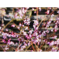 Abeliophyllum distichum Roseum