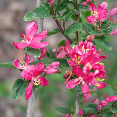 Lonicera tatarica 'Hack's Red'