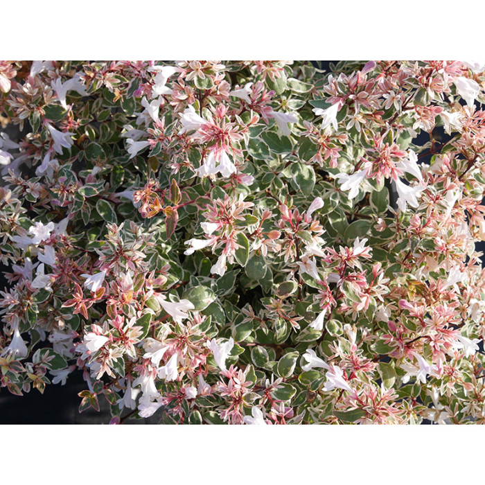 Abelia x grandiflora 'Sparking Silver'