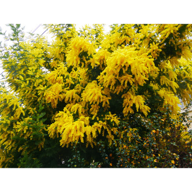 Acacia dealbata