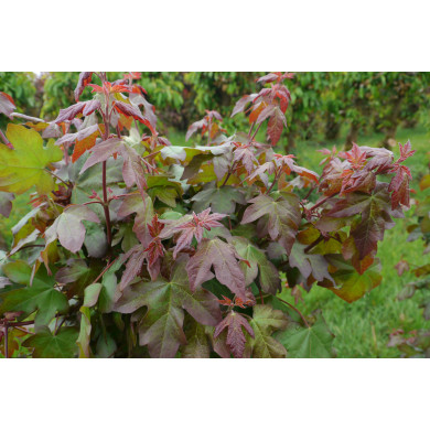 Acer campestre 'Red Shine'