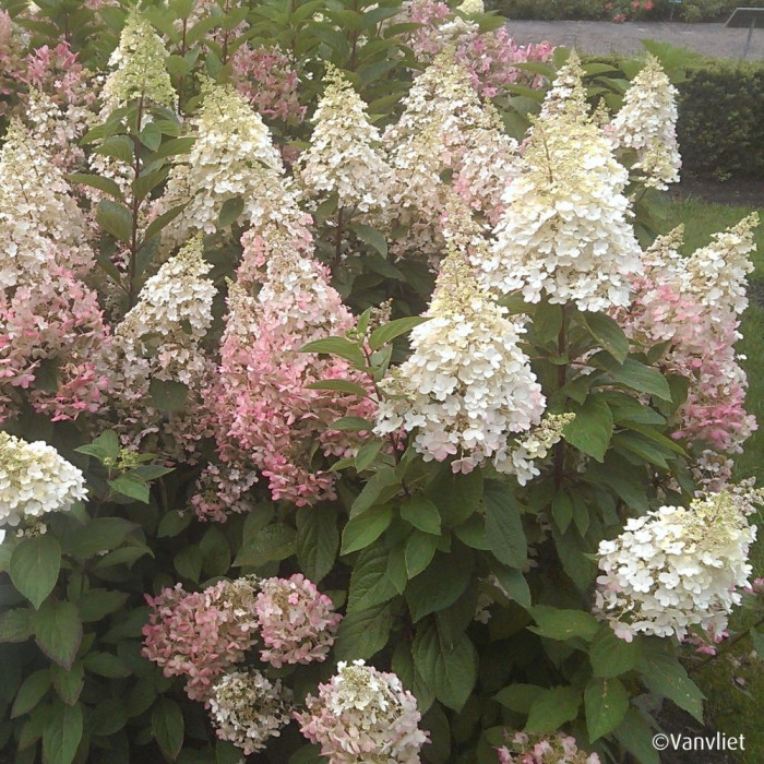 Hydrangea paniculata Candlelight® 'Hpopr01'
