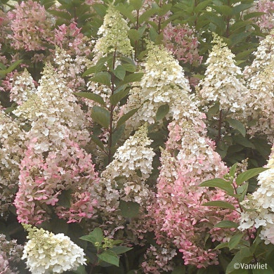 Hydrangea paniculata Candlelight® 'Hpopr01'