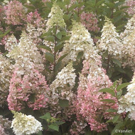 Hydrangea paniculata Candlelight® 'Hpopr01'