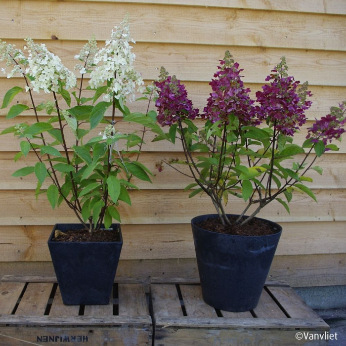 Hydrangea paniculata Candlelight® 'Hpopr01'
