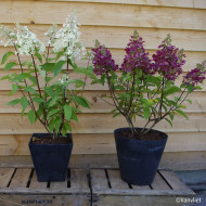 Hydrangea paniculata Candlelight® 'Hpopr01'