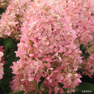 Hydrangea paniculata Magical Candle® Bokraflame