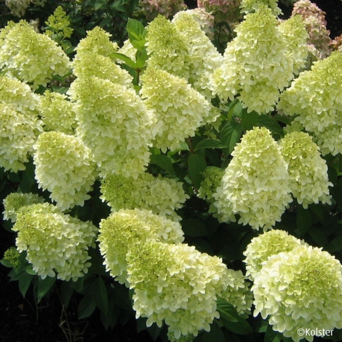 Hydrangea paniculata Magical Candle® Bokraflame