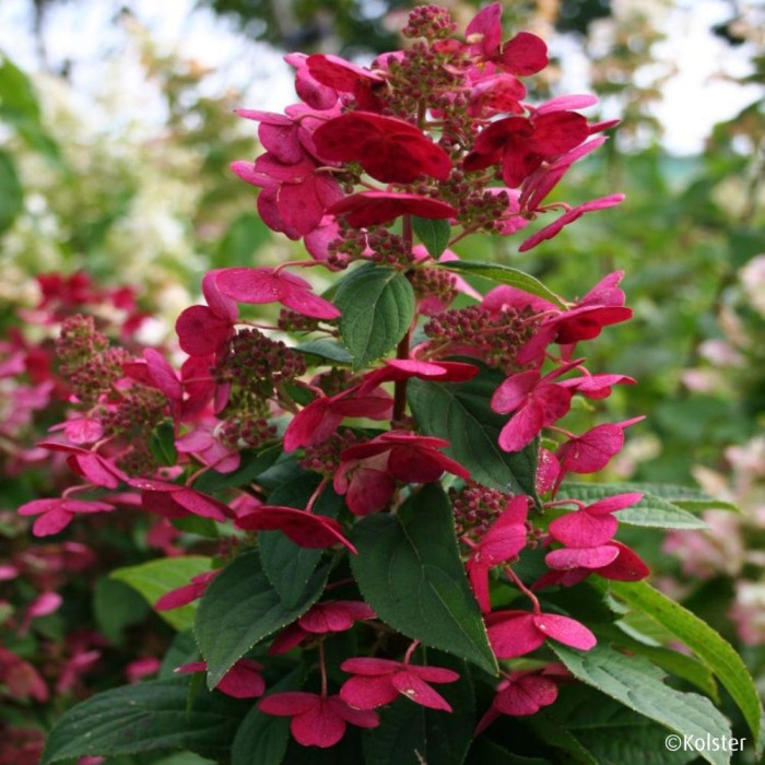 Hydrangea paniculata Magical Fire® Bokraplume