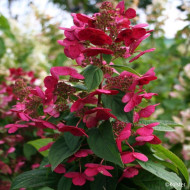 Hydrangea paniculata Magical Fire® Bokraplume