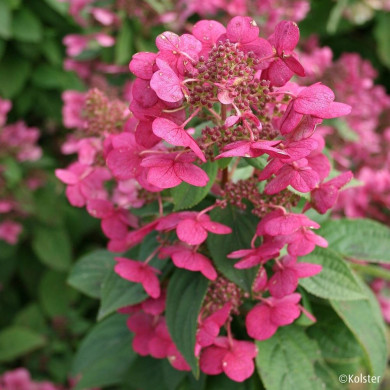 Hydrangea paniculata Magical Fire® Bokraplume