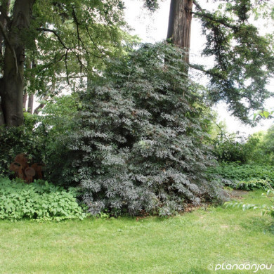 Sambucus nigra Black Lace® eva