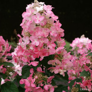 Hydrangea paniculata Magical Fire® Bokraplume