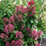 Hydrangea paniculata Magical Fire® Bokraplume