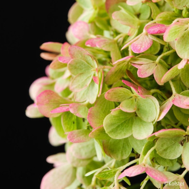 Hydrangea paniculata Magical® Matterhorn 'Bokomaho'
