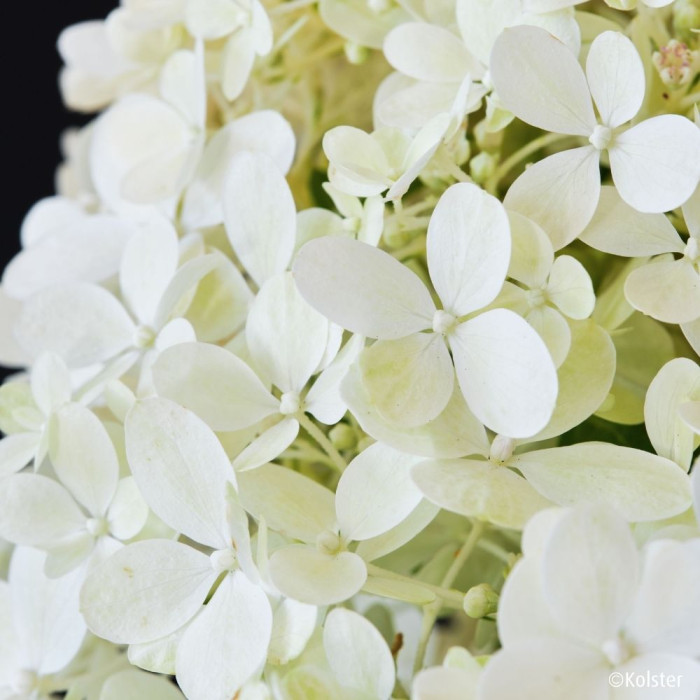 Hydrangea paniculata Magical® Matterhorn 'Bokomaho'