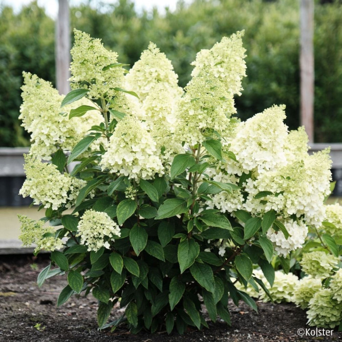 Hydrangea paniculata Magical® Matterhorn 'Bokomaho'