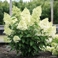 Hydrangea paniculata Magical® Matterhorn 'Bokomaho'