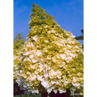 Hydrangea paniculata Magical Moonlight® Kolmagimo