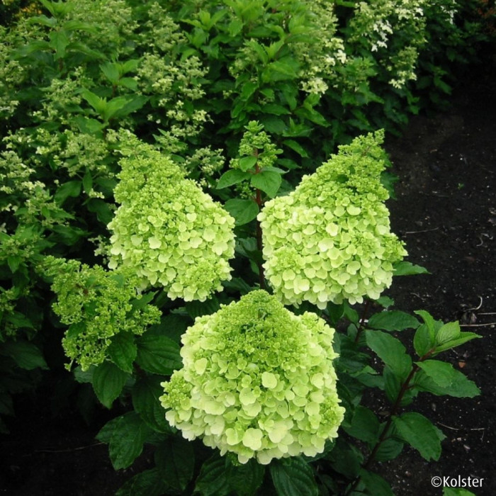 Hydrangea paniculata Magical Moonlight® Kolmagimo