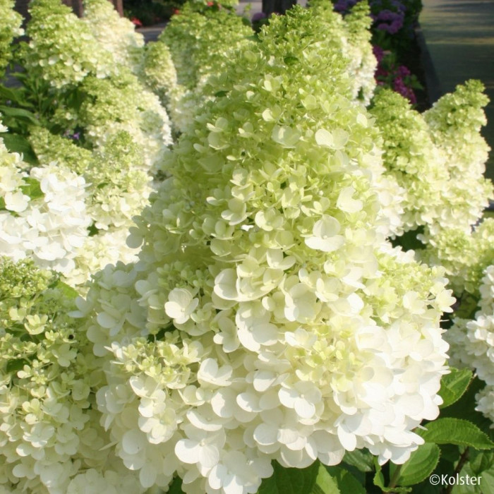 Hydrangea paniculata Magical Moonlight® Kolmagimo