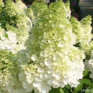 Hydrangea paniculata Magical Moonlight® Kolmagimo