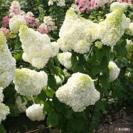 Hydrangea paniculata Magical Moonlight® Kolmagimo