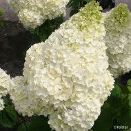 Hydrangea paniculata Magical Moonlight® Kolmagimo